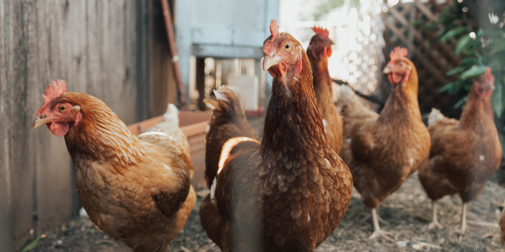 A group of brown chickens stands together in a dirt-floored enclosure. A wooden fence and a wire barrier are seen in the background. Some chickens face the camera, while others look away. The area is partially shaded with some greenery visible.