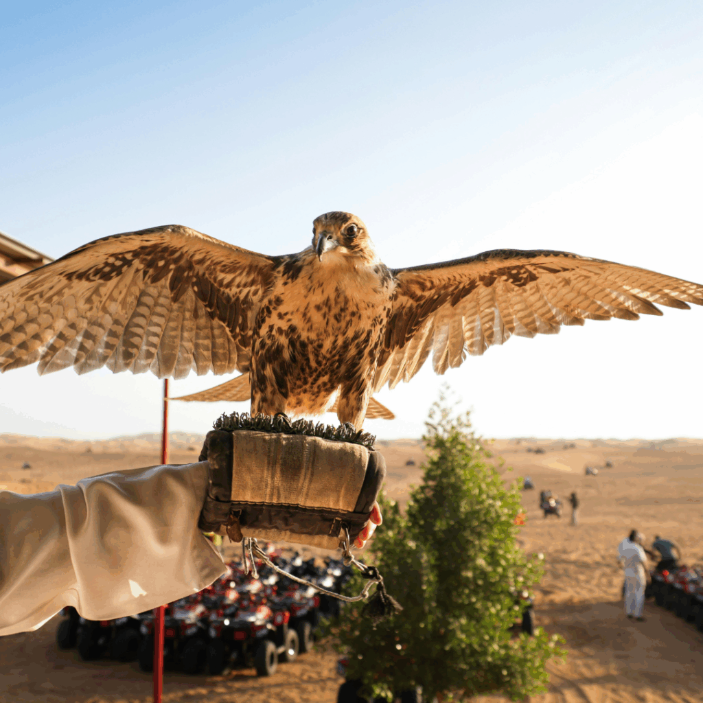 A falcon with outstretched wings perches on a gloved hand in a desert setting, with ATVs and people visible in the background under a clear sky.