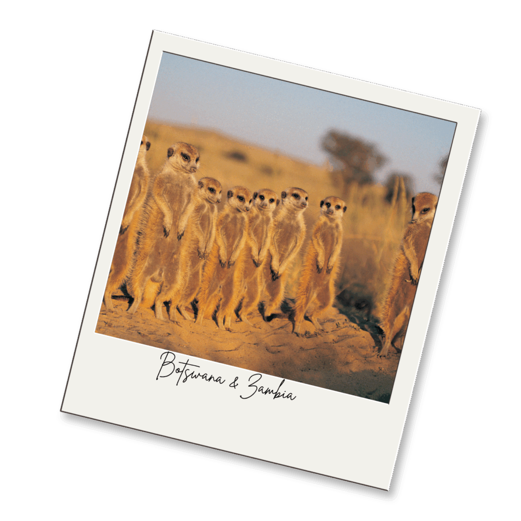 A group of meerkats stands upright on sandy ground in the sun, with blurred trees and sky in the background. Botswana & Zambia is handwritten under the photo.