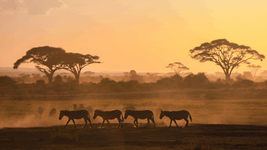 A group of zebras walks across a dusty savanna at sunset, with tall trees and a hazy orange sky in the background.